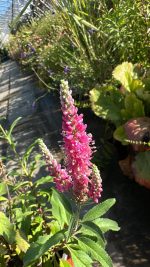 Veronica Spicata Candele Purplegum Vaso 17 cm