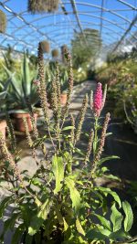 Veronica Spicata Candele Purplegum Vaso 17 cm - immagine 2