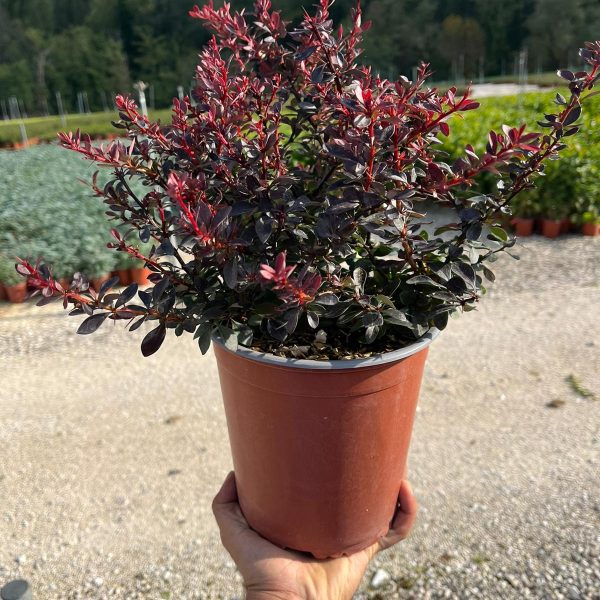 Berberis thunbergii Atropurpurea Nana (crespino giapponese) vaso 19 cm
