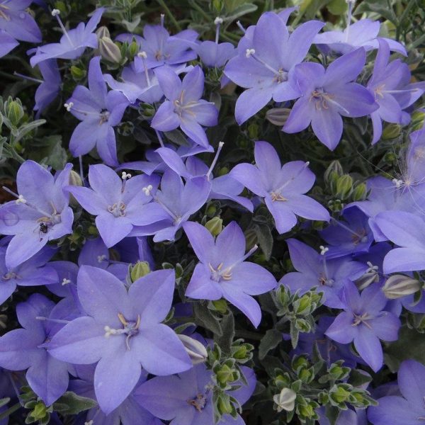 Campanula Viola in Vaso da 11cm