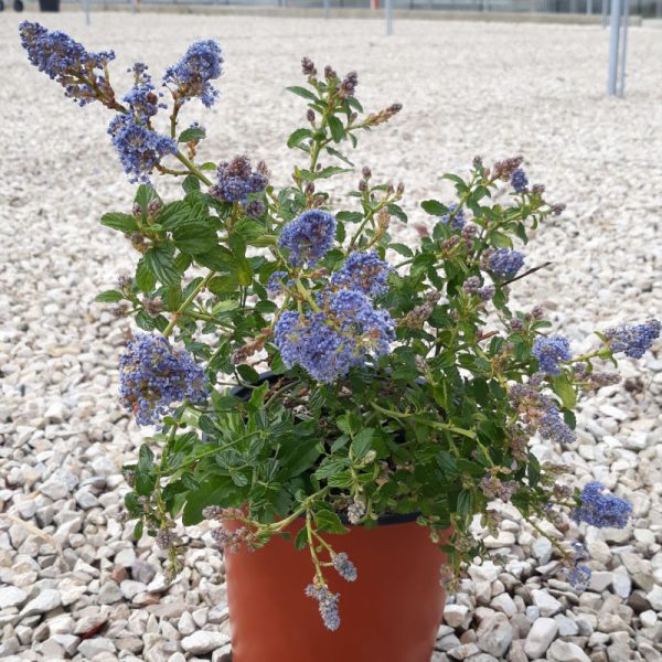Ceanothus Thyrsiflorus Repens (Cianoto o Ceanoto o Lillà della California) vaso 19 cm