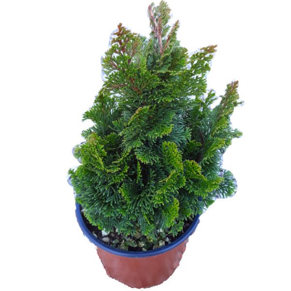 Chamaecyparis Obtusa Nana Gracilis (Cipresso di Hinoki) vaso 19 cm