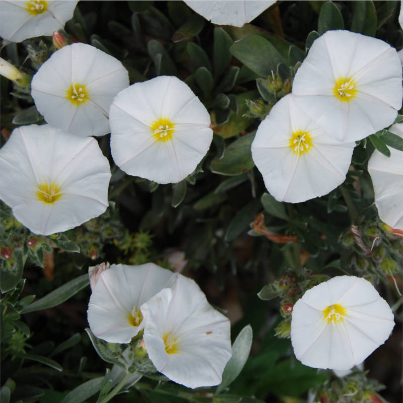 Convolvulus Cneorum (Convolvolo) vaso 19 cm Convolvulus Cneorum (Convolvolo) vaso 19 cm