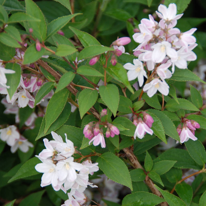 Deutzia x hybrida Mont Rose vaso 19 cm Deutzia x hybrida Mont Rose vaso 19 cm