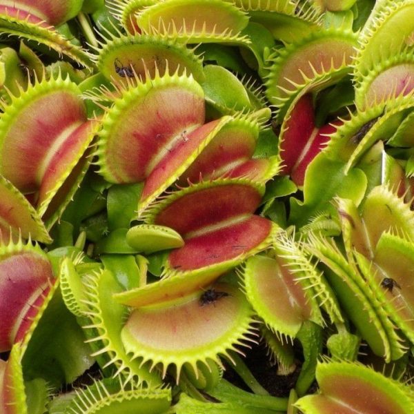 DIONEA MUSCIPULA, PIANTA CARNIVORA IN VASO DA 12CM