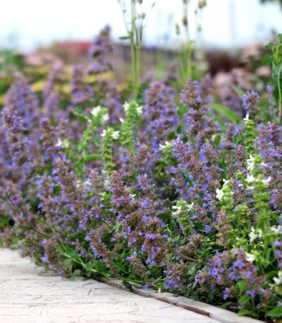 Erba Gatta Nepeta Mussinii in Vaso da 12cm
