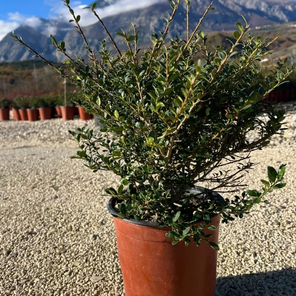 Ilex Crenata Stokes (Vaso 19)