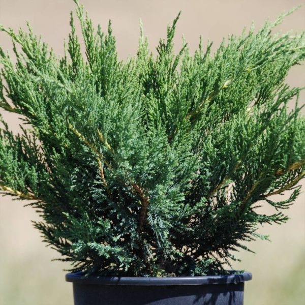 Juniperus Rockery Mixed (ginepro) vaso 19 cm
