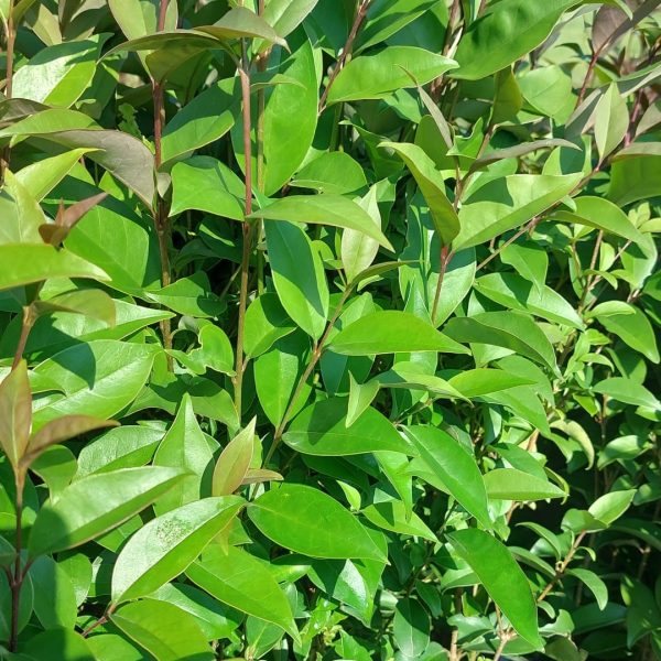 Ligustrum Japonicum (Ligustro del Giappone) vaso 19 cm
