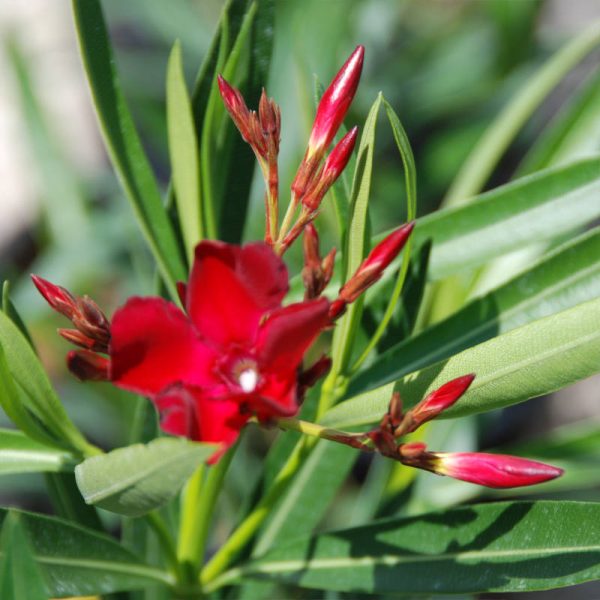 Nerium Oleander Fiore Rosso (Oleandro) vaso 18 cm