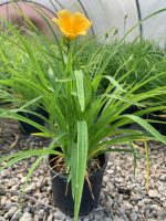 Peren Hemerocallis Stella De Oro Vaso 14 cm