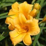 Peren Hemerocallis Stella De Oro Vaso 14 cm - immagine 2