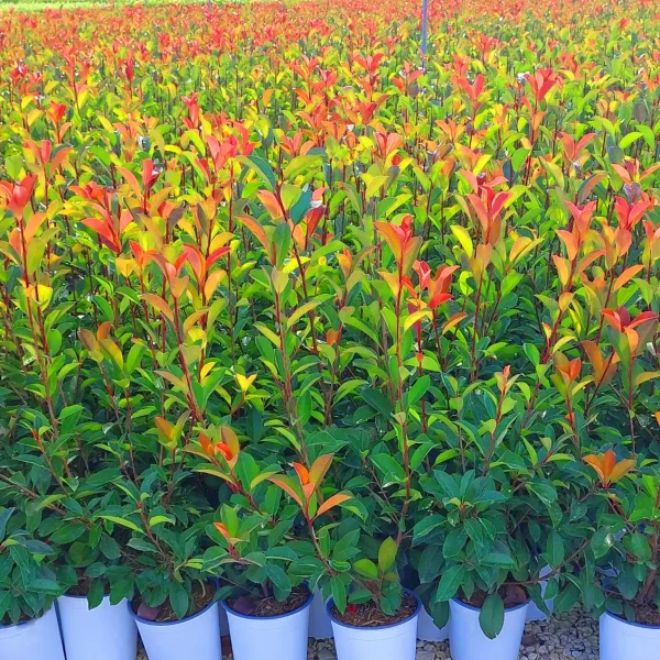 Photinia x fraseri 'Red Robin' (Fotinia) vaso 19 cm