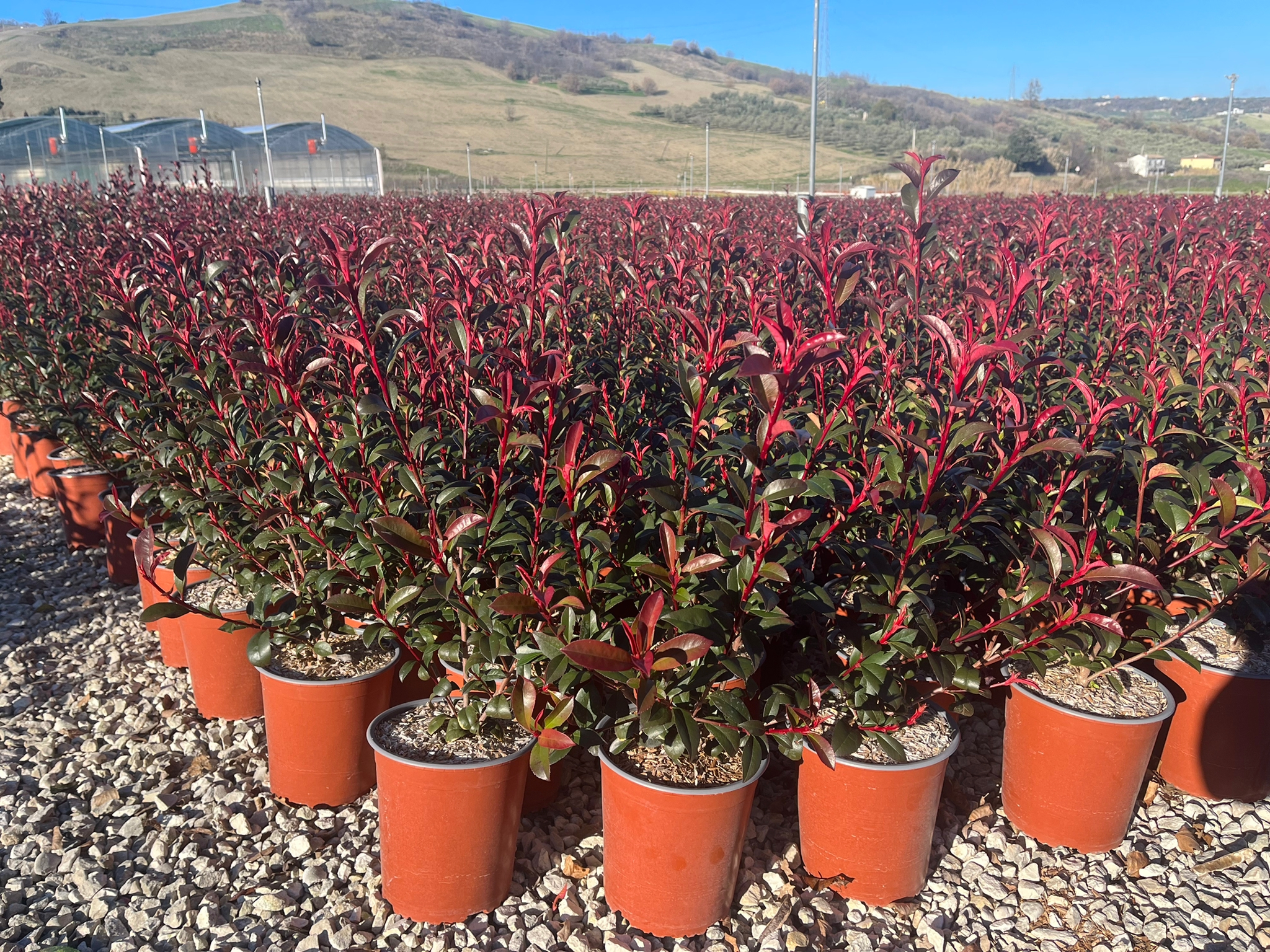 Photinia x fraseri robusta 'Compacta' ('Carrè Rouge') vaso 19 cm Photinia x fraseri robusta 'Compacta' ('Carrè Rouge') vaso 19 cm