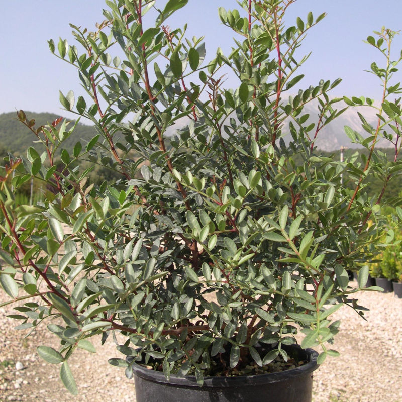 Pistacia Lentiscus (Lentisco) vaso 19 cm Pistacia Lentiscus (Lentisco) vaso 19 cm