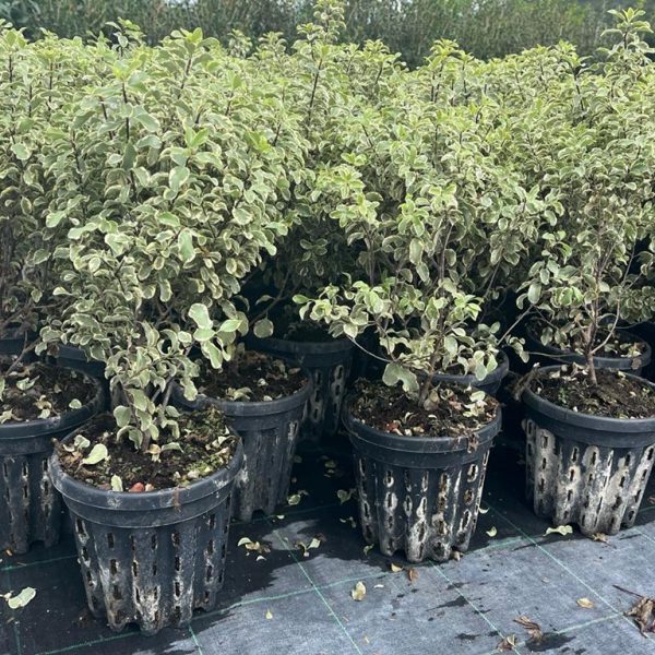 Pittosporum Tenuifolium "Silver Queen" Vaso 18
