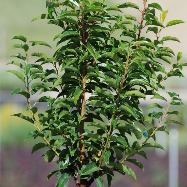 Prunus Lusitanica angustifolia (Lauro del Portogallo) vaso 19 cm