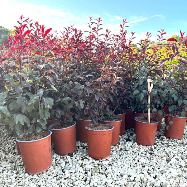 Prunus X "Cistena" Vaso 19