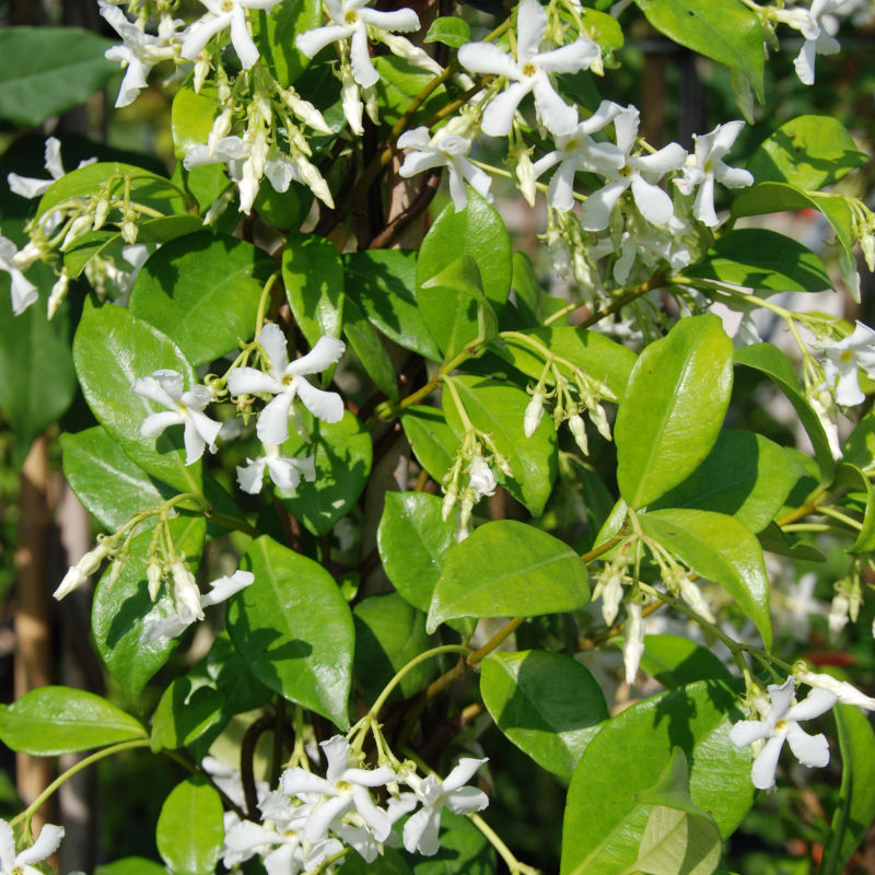 Rhyncospermum jasminoides ( Falso Gelsomino) vaso 19 cm Rhyncospermum jasminoides ( Falso Gelsomino) vaso 19 cm