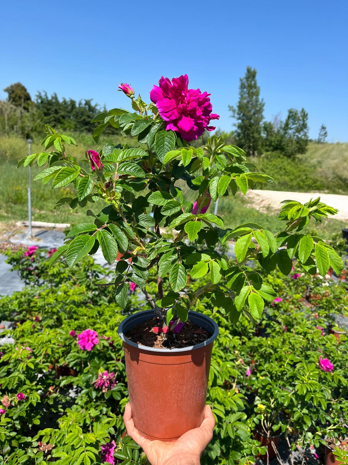 Rosa Rugosa Rossa Vaso 19 Rosa Rugosa Rossa Vaso 19