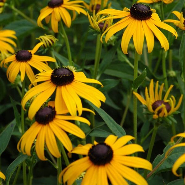 RUDBECKIA GOLD RUSH IN UN VASO DI 18CM