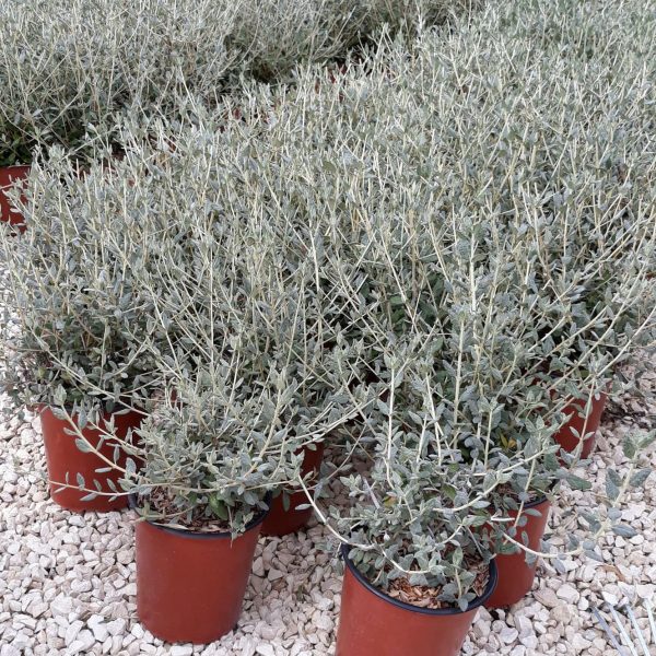 Teucrium Fruticans (Camedrio Femmina) vaso 19 cm