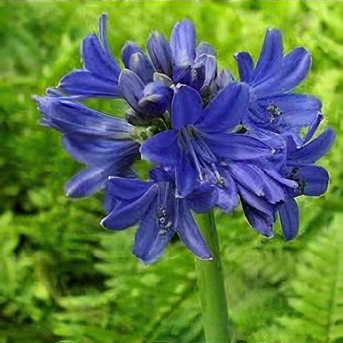 VASO 20CM AGAPANTHUS PRAECOX SOFIE