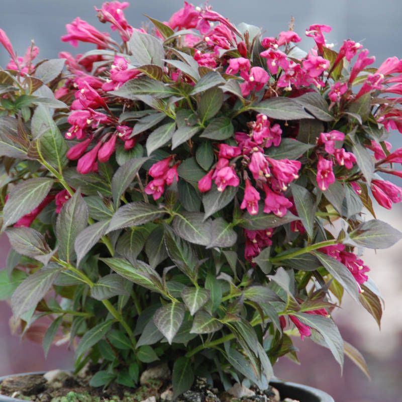 Weigela Florida Nana Purpurea (Veigelia) vaso 19 cm Weigela Florida Nana Purpurea (Veigelia) vaso 19 cm
