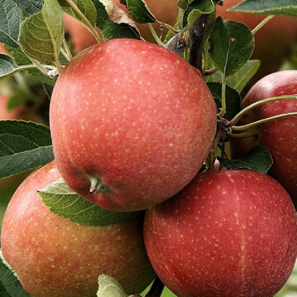 Pianta da Frutto Melo Polpa Rossa ZP Cocomerina Vaso 24 cm