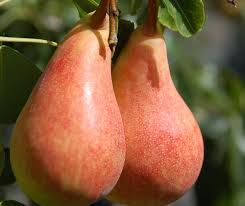 Pianta da Frutto Pero Polpa Rossa Vaso 24 cm