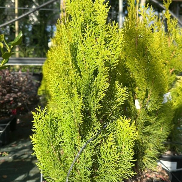 Platycladus Orientalis Pyramidalis Aurea - Tuia Piramide Vaso 18 cm