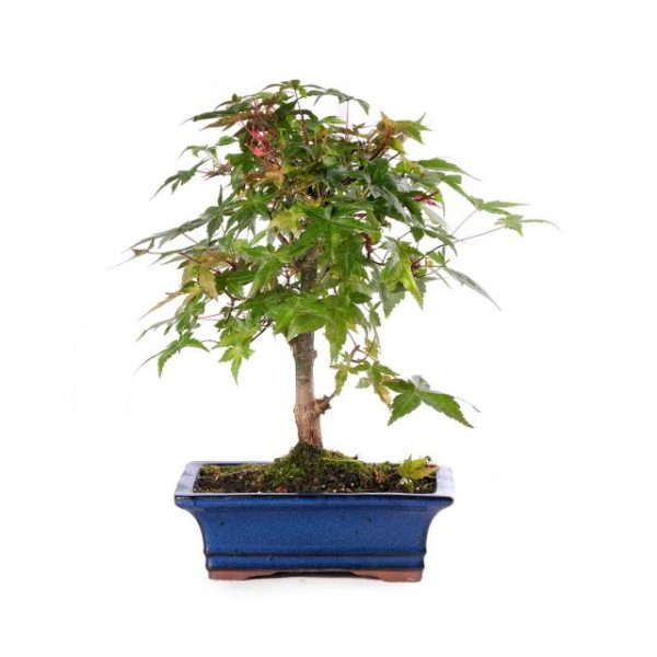 Acer Palmatum Deshojo scopa rovesciata vaso cm 19