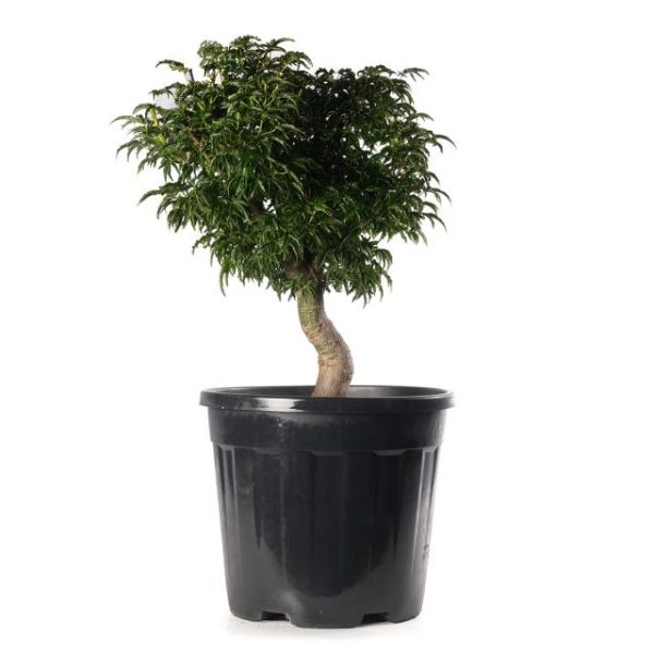 Acer palmatum shishigashira clt.18