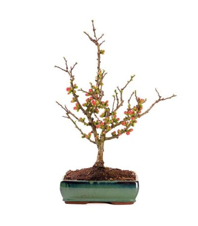 Chaenomeles Japonica- cydonia vaso 20