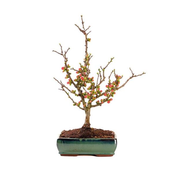 Chaenomeles Japonica- cydonia vaso 20