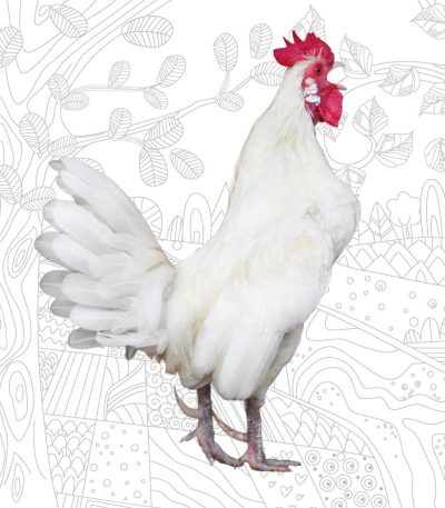 Gallo Livornese - Avicola Ternana