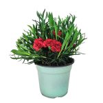 Garofani vaso 14cm - immagine 2