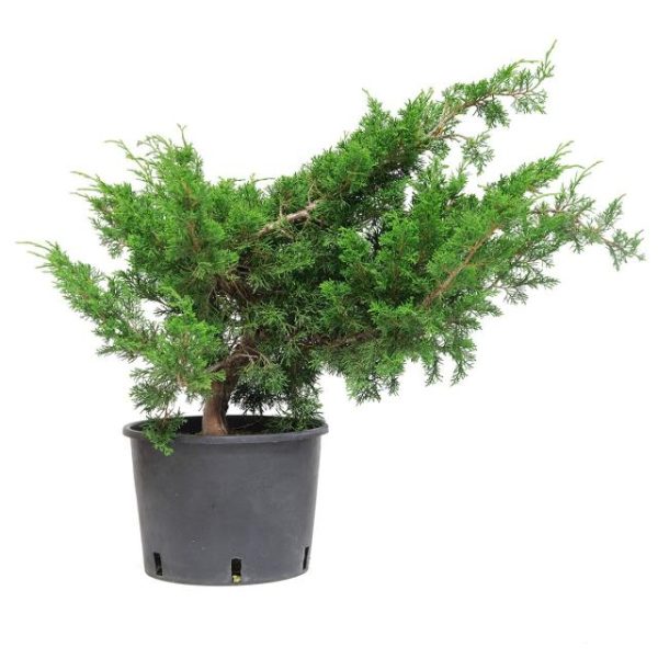 Juniperus chinensis itoigawa clt.10