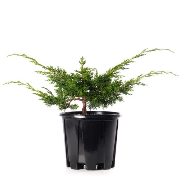 Juniperus chinensis kishu clt.3