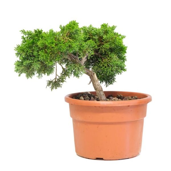 Juniperus chinensis kishu prebonsai cl.3