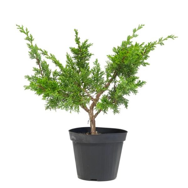 Juniperus chinensis kishu prebonsai clt.2
