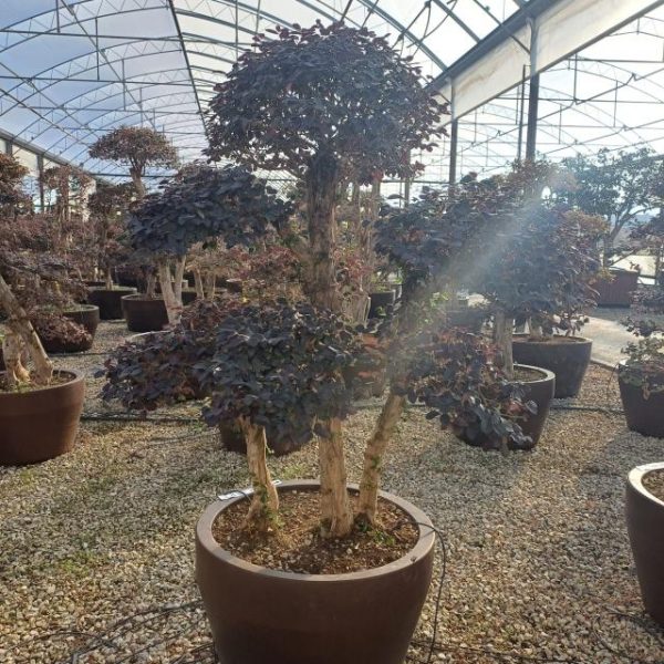 Loropetalum chinense vao diametro 70 cm.