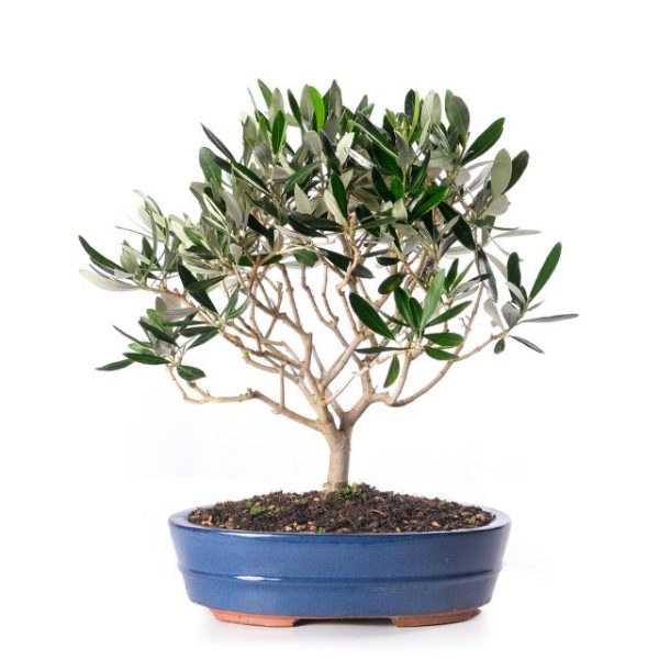 Olea Europaea scopa rovesciata vaso cm 26