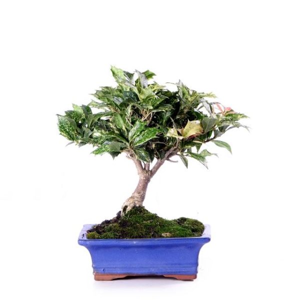 Osmanthus Heterophyllus Tricolor (h. Goshiki) scopa rovesciata vaso cm 19