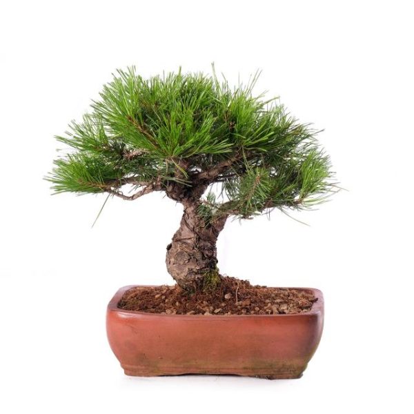 Pinus Densiflora eretto informale vaso cm 26