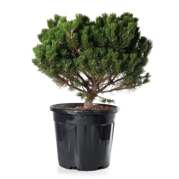 Pinus mugo mughus clt.18