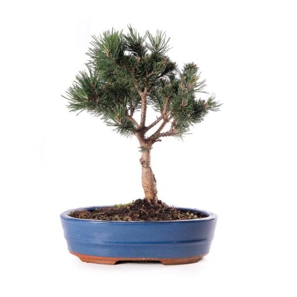 Pinus Mugo Mughus eretto informale vaso cm 26