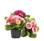 Primule mix vaso 10cm