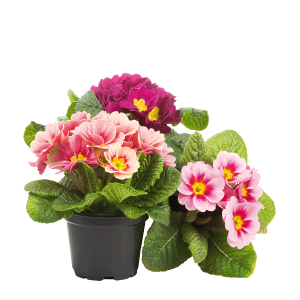 Primule mix vaso 10cm