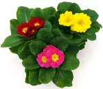 Primule mix vaso 10cm - immagine 2